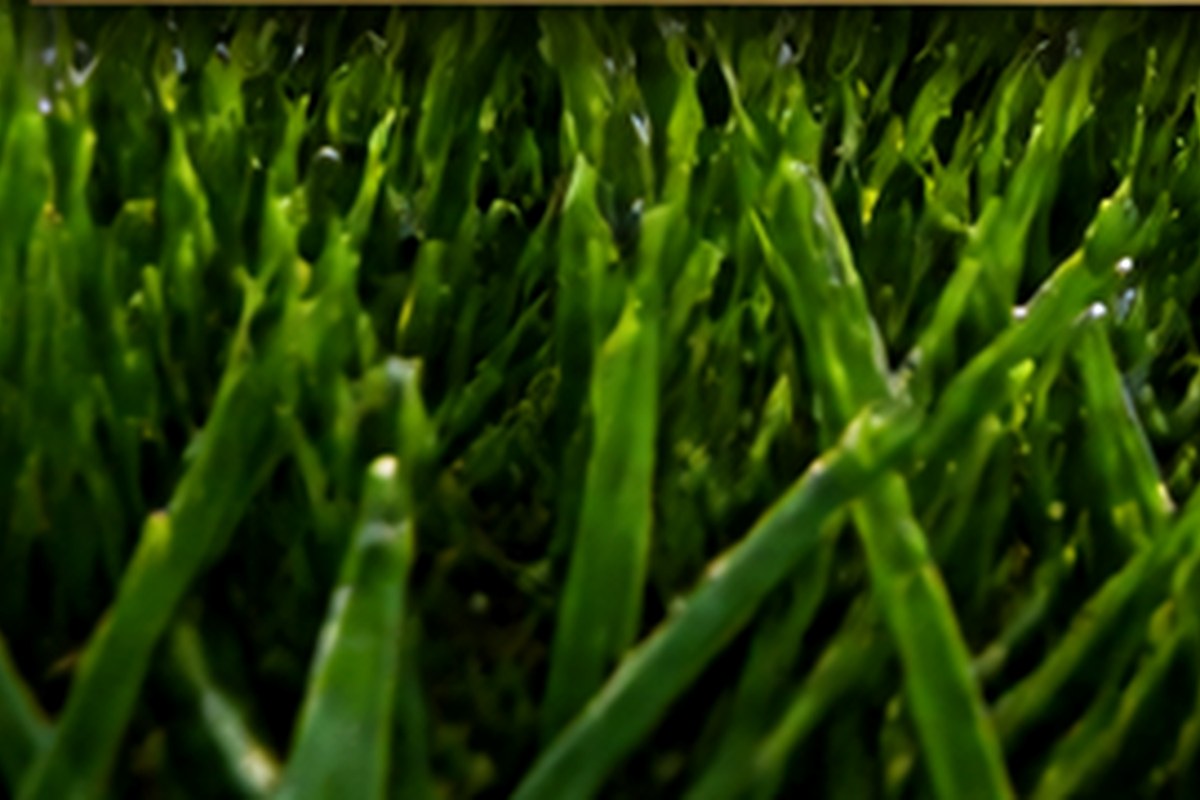Illustrative dense healthy green lawn texture