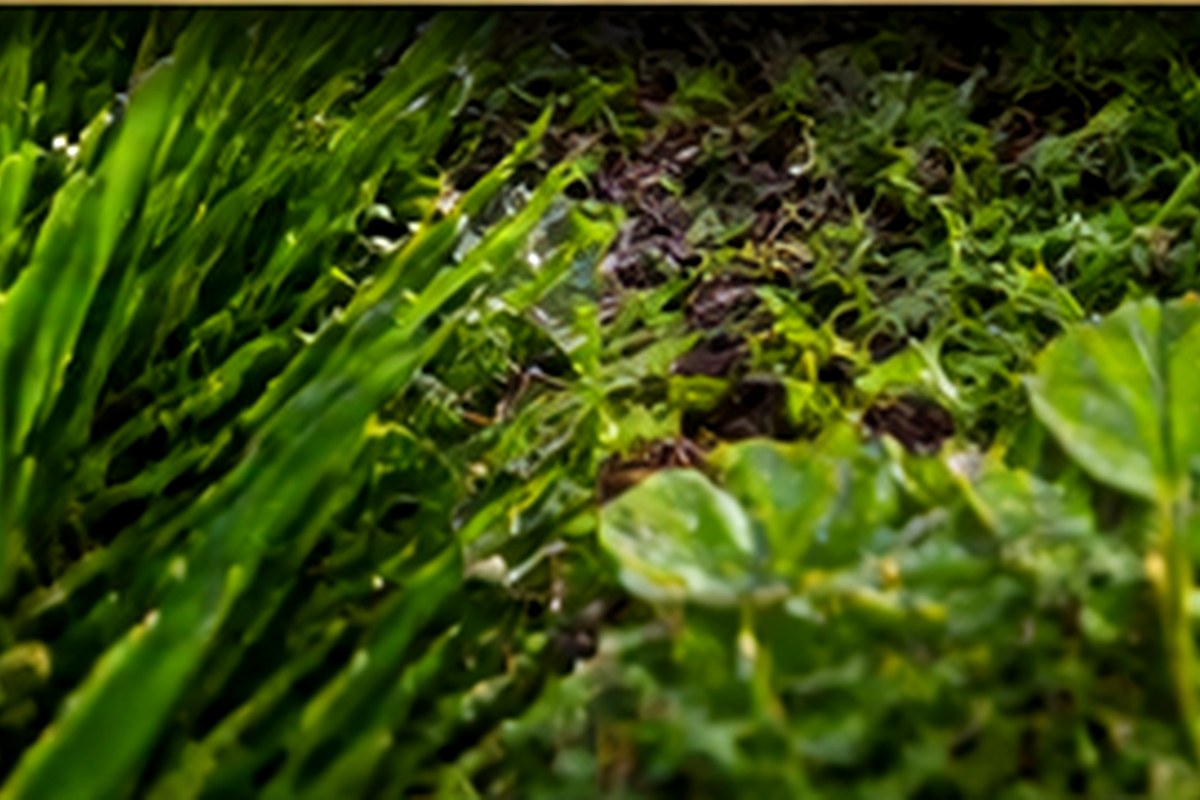 Illustrative full-width comparison of weed-affected and dense lawn