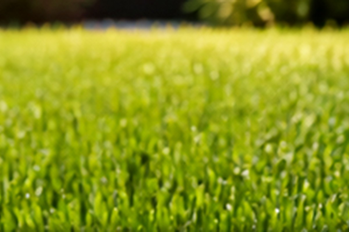 Illustrative lawn edge showing contrasting plant growth