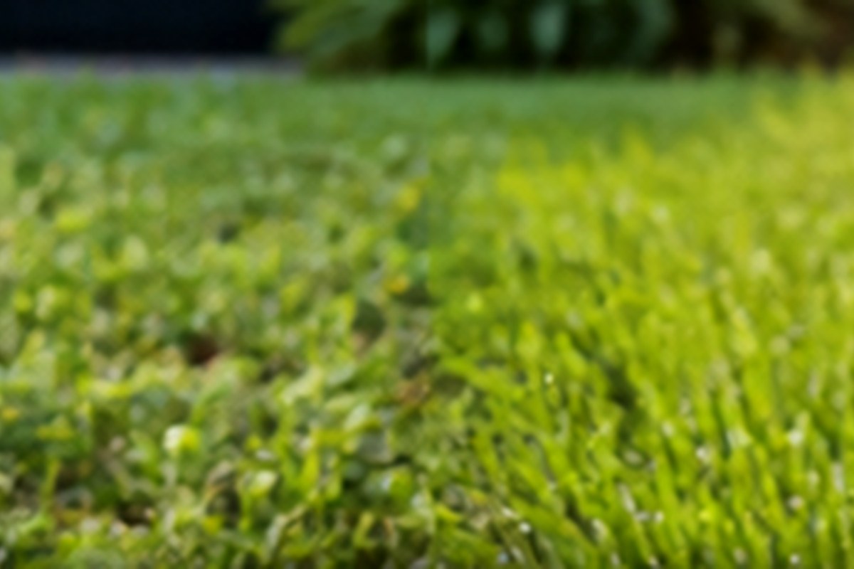 Illustrative transition between weed-affected and healthy lawn