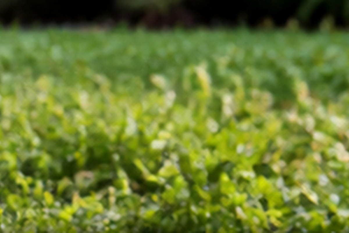 Illustrative thin turf and open lawn texture