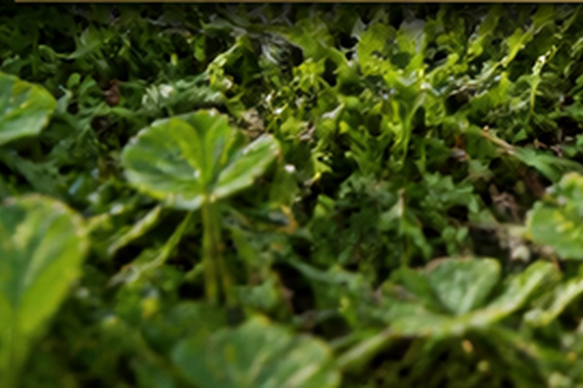Illustrative close lawn texture with broadleaf weed pressure